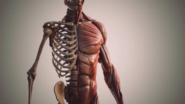 Muscular and Skeletal System of Human Body