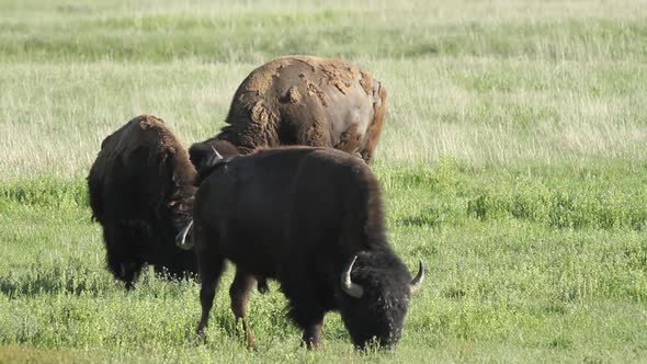 Three American Bison - Badlands National Park - South Dakota.