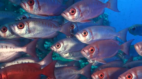 Glasseye Soldierfishes swimming close in front of camera.