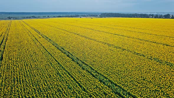 Yellow Farm Field with Sunflowers