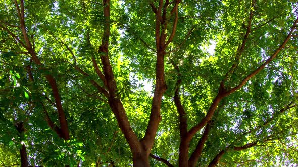 Sun Behind Tree Time Lapse