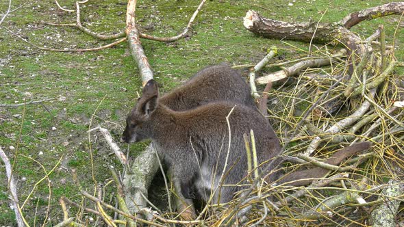 Kangaroos eating