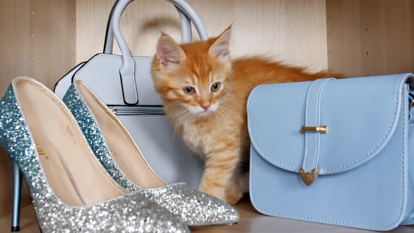 Striped Domestic Ginger Kittens Play in a Female Cloakroom