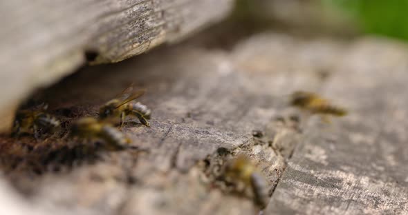 Honeybees Going in and Out of Hive