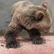 Fluffy Brown Bear Standing in a Pool and Catching Thrown Bread in a Zoo in Slo-mo - VideoHive Item for Sale