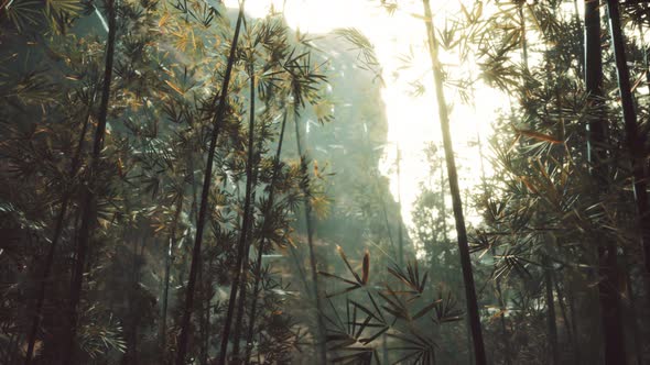 Green Bamboo Forest with Morning Sunlight