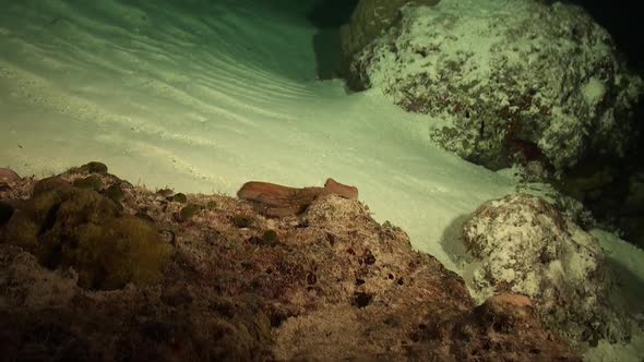 Reef Octopus swimming over coral reef at night in the Red Sea