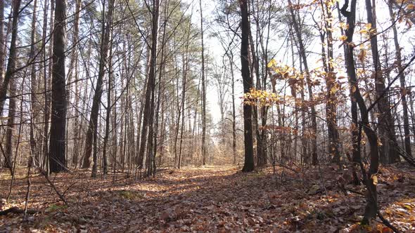 Beautiful Forest with Trees in an Autumn Day