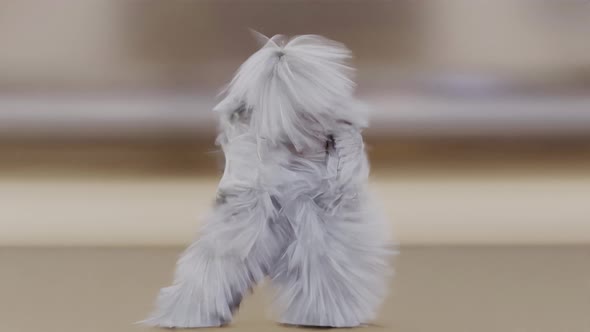 Hairy Monster Dancing clip isolated. fur bright funny fluffy character