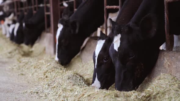 Black colored cows in stall are eating hay. Agriculture industry, farming and animal husbandry conce