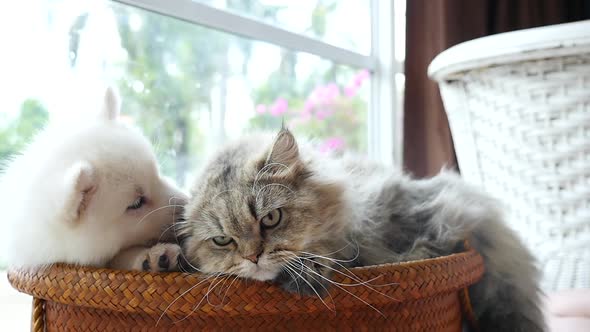 Cute Siberian Husky And Persian Cat Lying In Basket Bed