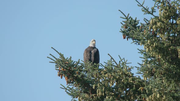 Eagle Sitting on Branch of Tree