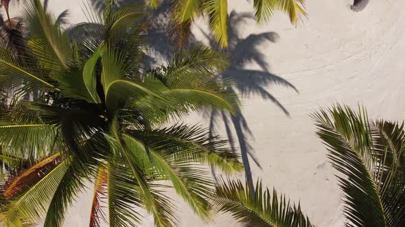 Palm Trees on a Tropical Beach From Above