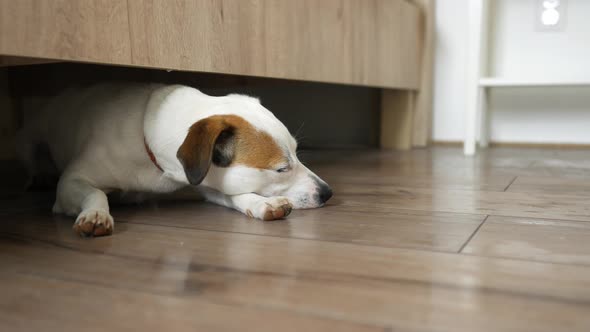 dog lies under the bed in the bedroom