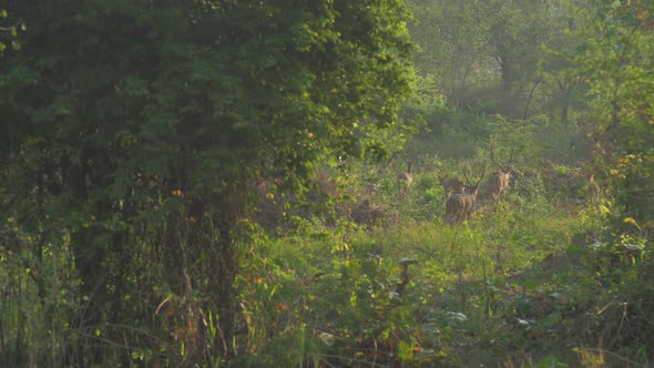 Deers Herd Walks Along Green Grass in Forest Slow Motion