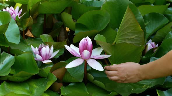 Beautiful flower in the pond pink white lotus in the water. Close-up woman hand is touching flowers