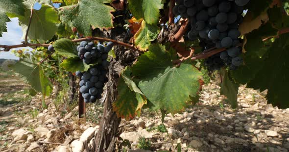 vineyards, Pic saint Loup, Claret, Occitanie, France