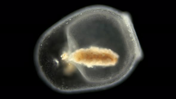 Swimming Bells - Nectocalyces or Nectophore Under a Microscope, Part of the Siphonophora Colony