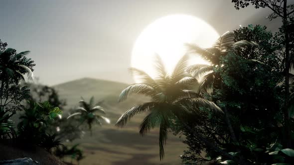 Coco Palm Trees Tropical Landscape alt