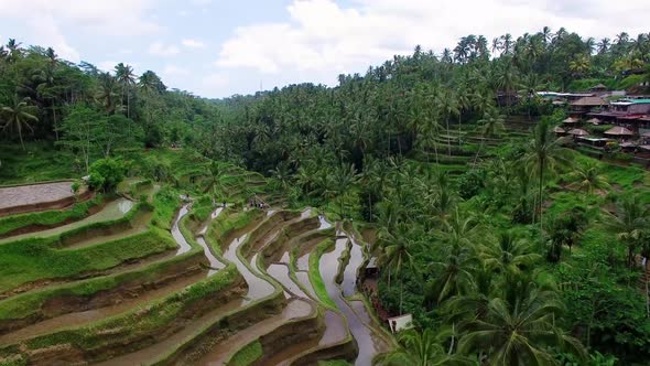 Aerial View of Tegallalang Rice Terraces, Bali, Indonesia