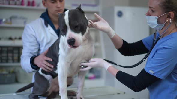 American Staffordshire Terrier in Veterinary Clinic with Doctor Listening Auscultation As Assistant