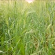 In spring, a walk in a field of cereals. Rye ears - VideoHive Item for Sale