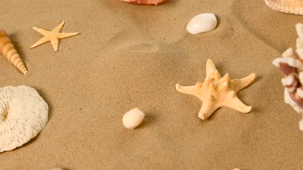 Starfish and Shells on Sand, Rotation, Closeup