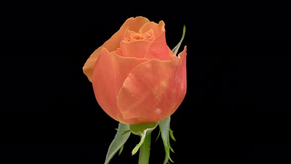 Time Lapse of Blooming Orange Rose