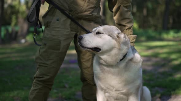 Satisfied Big Dog Closing Eyes As Male Hand Caressing Fur in Slow Motion Outdoors