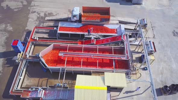 Canning Factory. Production of Tomato Paste and Canned Vegetable Products