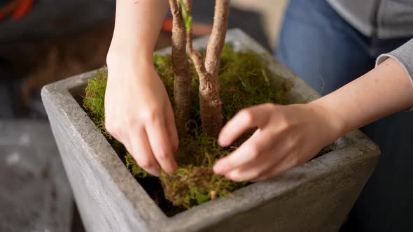 Handling dry moss in the vase of a plant to decorate a room