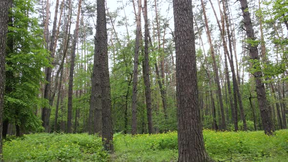 Summer Forest with Pine Trees Slow Motion