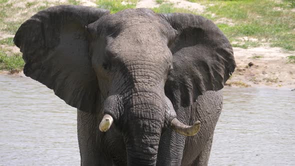 Close up from an elephant looking around 