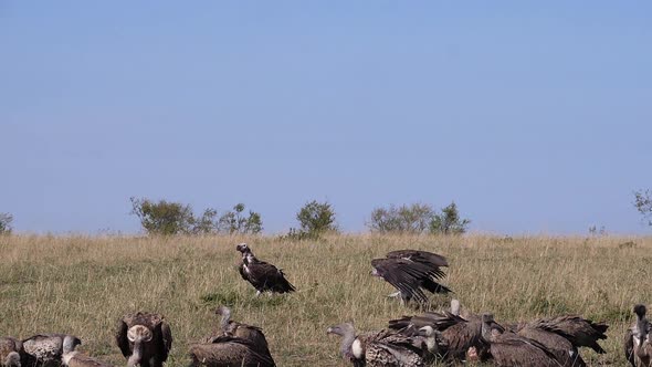 980419 African White Backed Vulture, gyps africanus, Ruppell’s Vulture, gyps rueppelli, Lappet-face