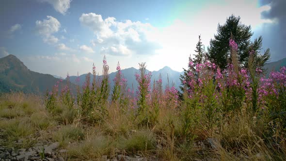 Epilobium Angustifolium Flower