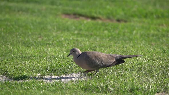 Wood pigeon, collared turtle slow motion on the grass