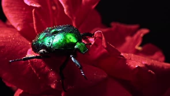 Close-up View of Green Rose Chafer - Cetonia Aurata Beetle on Red Rose. Amazing Bug Is Among Petals