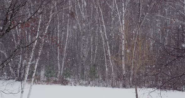 Snowing in the Forest