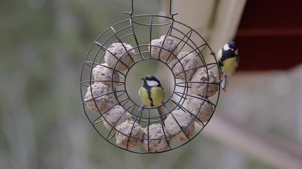 Great tit birds eating fat balls in bird feeder, slow motion medium shot