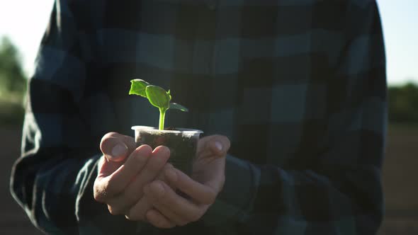 Female Hands Hold Seedlings Sprout Green Color As Planted On Vegetable Garden Plantation