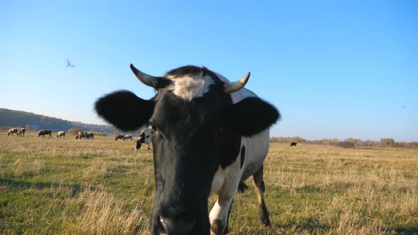 Curious Cow Looking Into Camera and Sniffing It