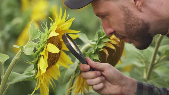 Handheld an Farmer Man Stands in the Field of Sunflowers and and Looks at the Sunflower Flowers and