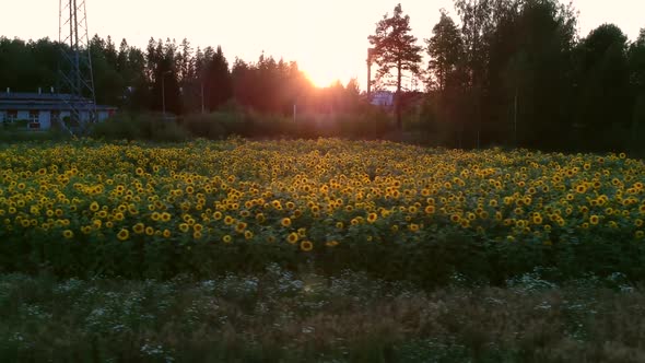 Flying Over Sunflower Field in Finland at Dusk