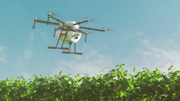 Loopable animation of drone spraying health plant products on a plantation. 4K