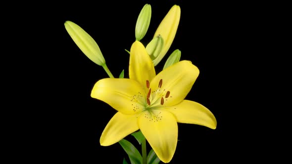 Time Lapse of Opening Beautiful Yellow Lily Flower