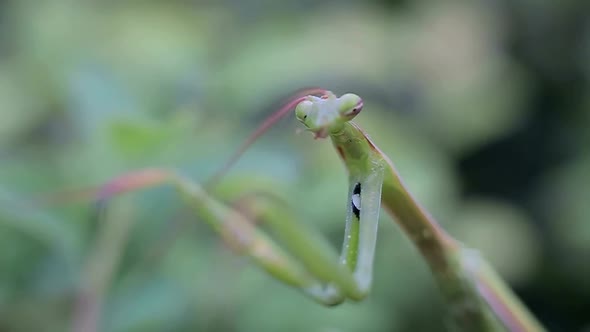Green Mantis or Mantis on a Green Leaf
