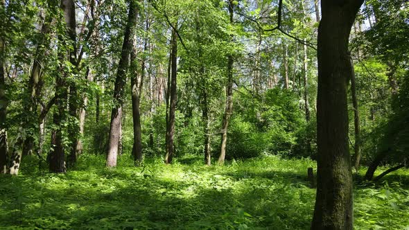 Beautiful Green Forest on a Summer Day Slow Motion