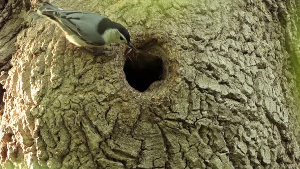White breasted nuthatch carrying worm into hollow hole of mossy green woodland tree trunk