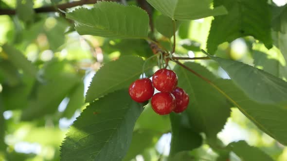 Prunus avium  orchard in  close-up slow-mo 1920X1080 HD footage -  Slow motion branches of wild cher