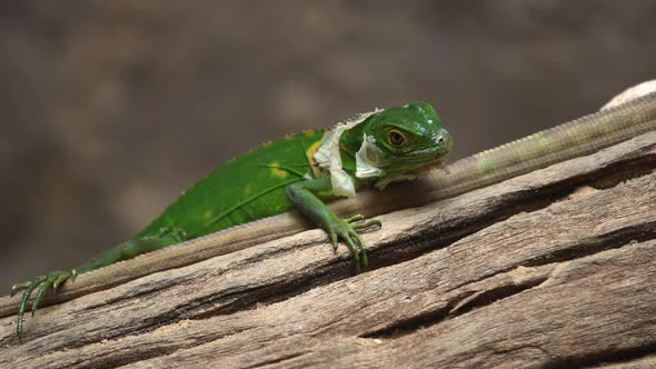 Lesser Antillean Green Iguana (Iguana delicatissima) on wood